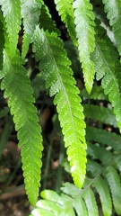 Microlepia calvescens