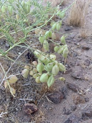 Astragalus allochrous