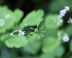 Thalictrum clavatum