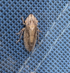 Stenocotis depressa
