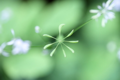 Thalictrum clavatum