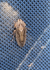 Stenocotis depressa