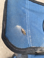 Stenocotis depressa