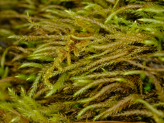 Scleropodium cespitans