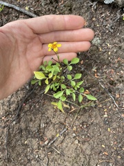 Bidens sandvicensis sandvicensis
