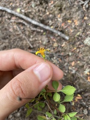 Bidens sandvicensis sandvicensis