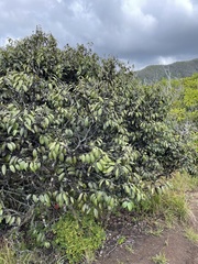 Diospyros sandwicensis