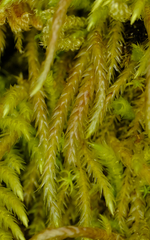 Scleropodium cespitans