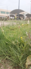 Urospermum picroides