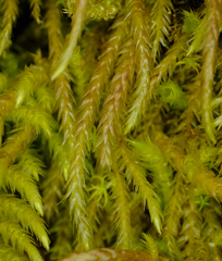 Scleropodium cespitans