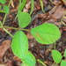 Desmodium rhytidophyllum - Photo (c) donnamareetomkinson, alguns direitos reservados (CC BY-NC), uploaded by donnamareetomkinson