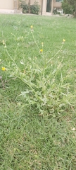 Urospermum picroides
