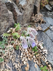 Pulsatilla ambigua