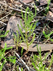 Selaginella uliginosa