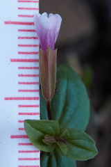 Erythranthe inconspicua