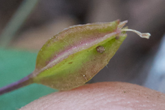 Erythranthe inconspicua