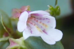 Erythranthe inconspicua