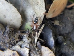 Sergiolus columbianus