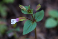 Erythranthe inconspicua