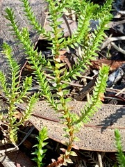 Selaginella uliginosa