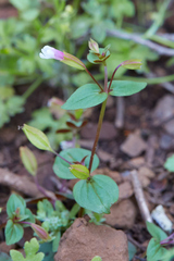 Erythranthe inconspicua