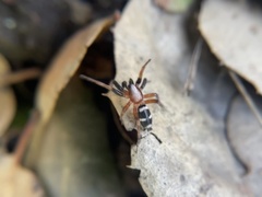 Sergiolus columbianus