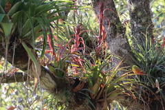 Tillandsia belloensis