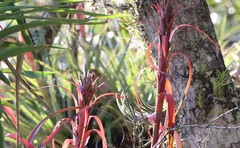 Tillandsia belloensis