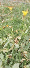 Urospermum picroides