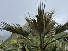 Pritchardia martii