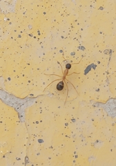Camponotus xerxes