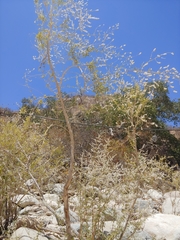 Condea