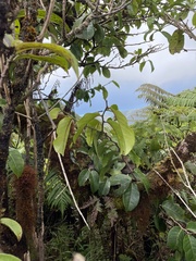 Antidesma platyphyllum