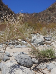 Condea