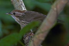 Pellorneum ruficeps