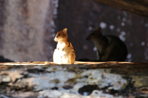 Wilkins's Rock Wallaby