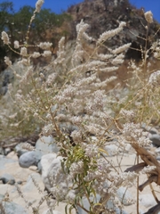 Condea