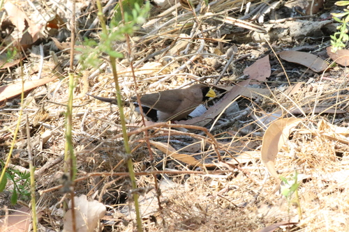 Masked Finch (Poephila personata), photo 8