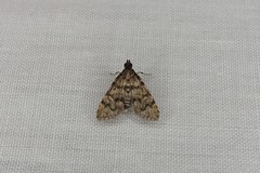 Steniini