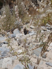 Condea