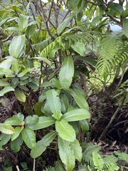 Kadua
