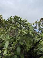 Kadua