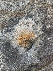 Polycauliona luteominia