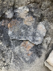 Polycauliona luteominia