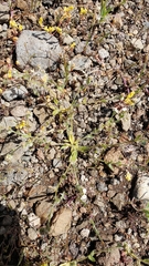 Plagiobothrys tenellus