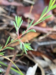 Darwinia biflora