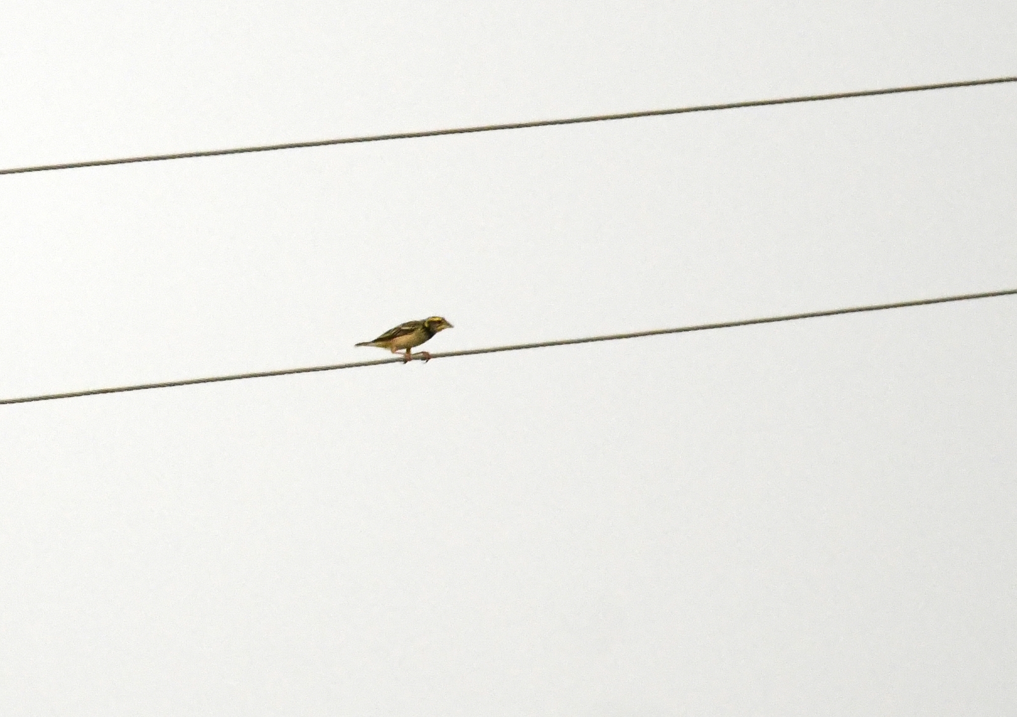 Black-breasted Weaver