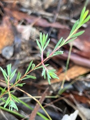 Darwinia biflora