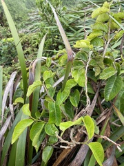 Antidesma platyphyllum