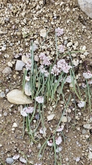 Allium tribracteatum